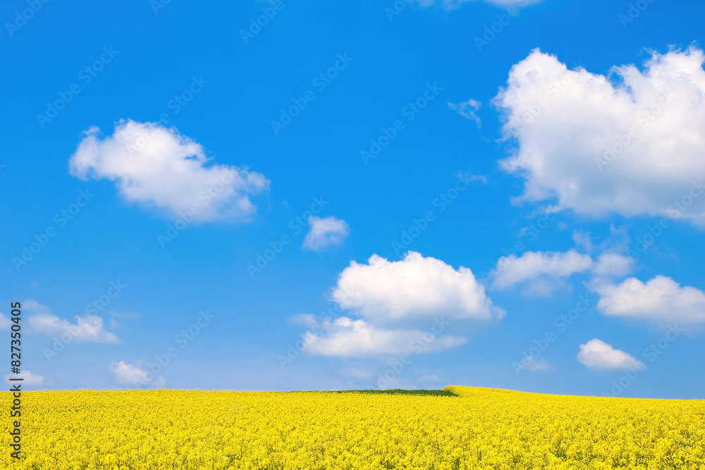 Spring rural landscape, fields with blooming yellow rapeseed and wheat against a blue sky Spring rural landscape, fields with blooming yellow rapeseed and wheat against a blue sky