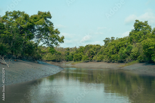 The Sundarbans Mangrove forest photo