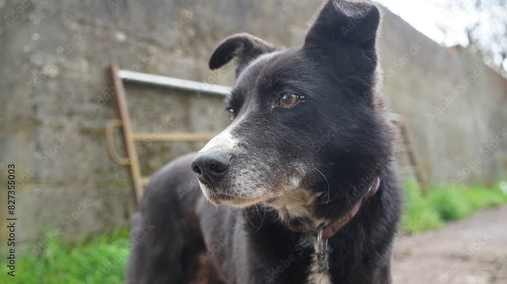 Black sheepdog looking into the distance Black sheepdog looking into the distance