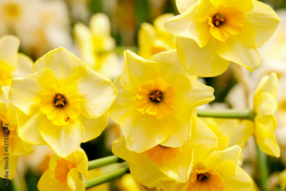 some pretty yellow flowers in a garden with green stems and buds some pretty yellow flowers in a garden with green stems and buds
