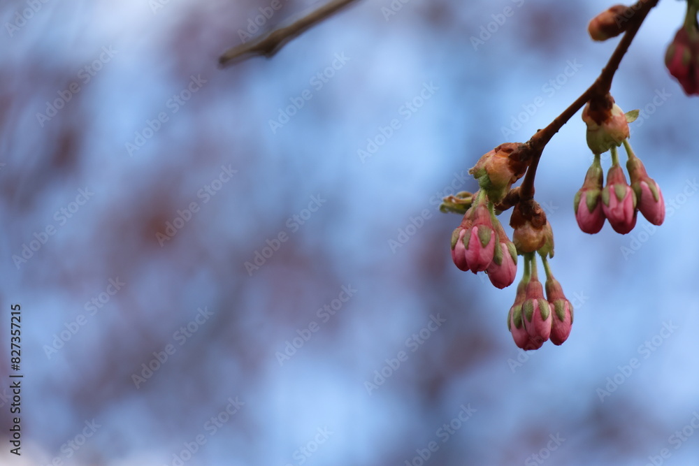 Selective focus shot of pink cherry blossom tree branches Selective focus shot of pink cherry blossom tree branches