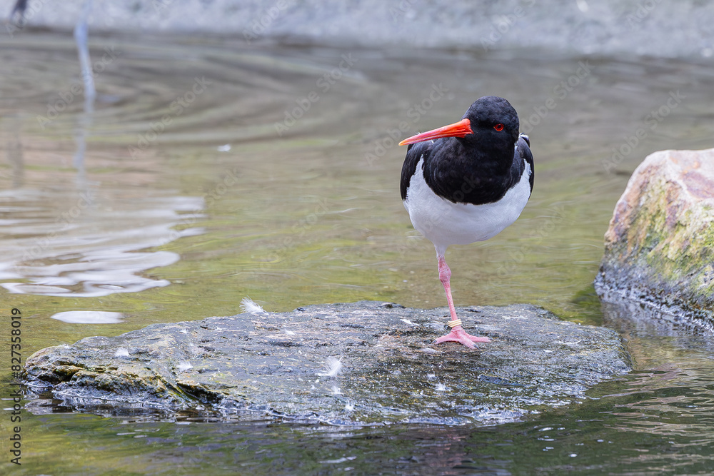 a bird standing on a rock in the water near rocks a bird standing on a rock in the water near rocks