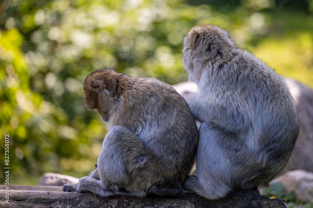 Obraz premium two monkeys sitting on a rock with trees in the background