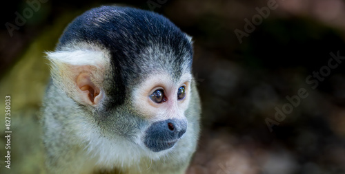 Photography a close - up of a monkey with one face slightly open