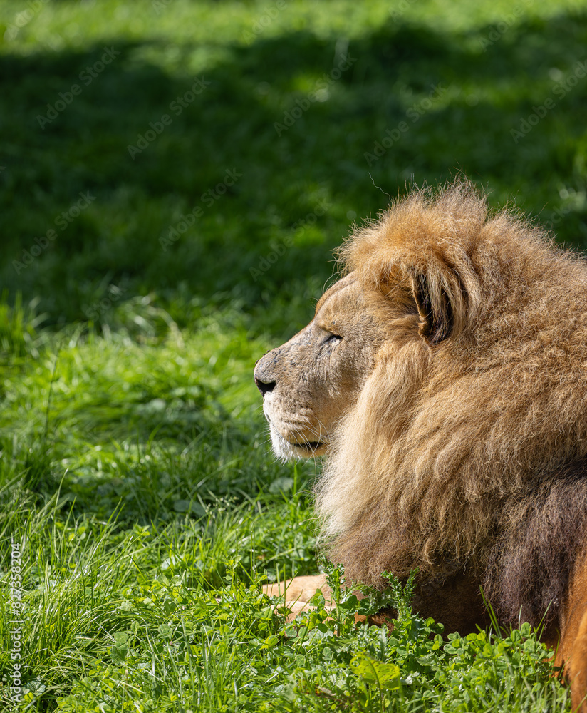 Naklejka premium a lion is laying down in the grass with his paw on the tail