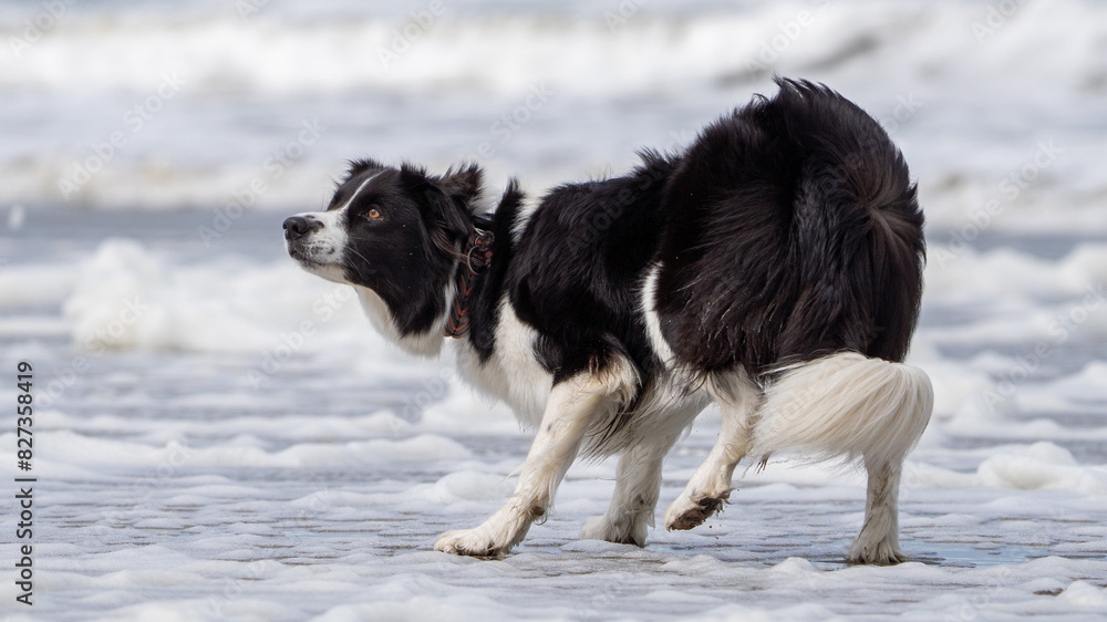 Border collie dog running in the water and enjoying the sun at the sand beach. Dog having fun at sea in summer.        
