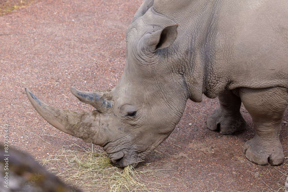 a rhino is eating out of the dirt floor at the zoo