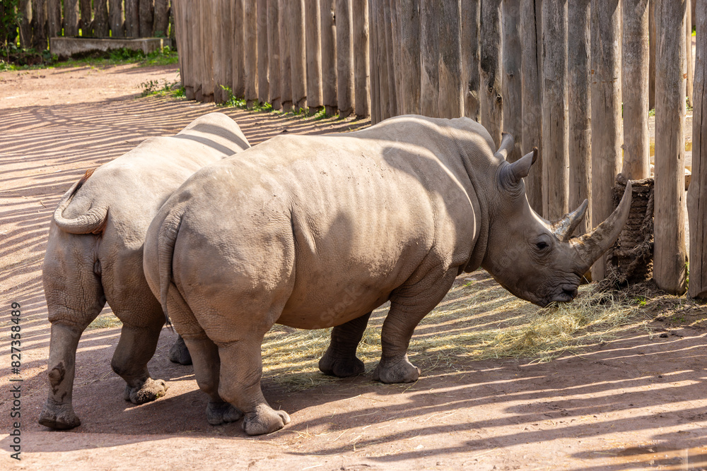Obraz premium a couple of rhinos standing next to each other in a pen