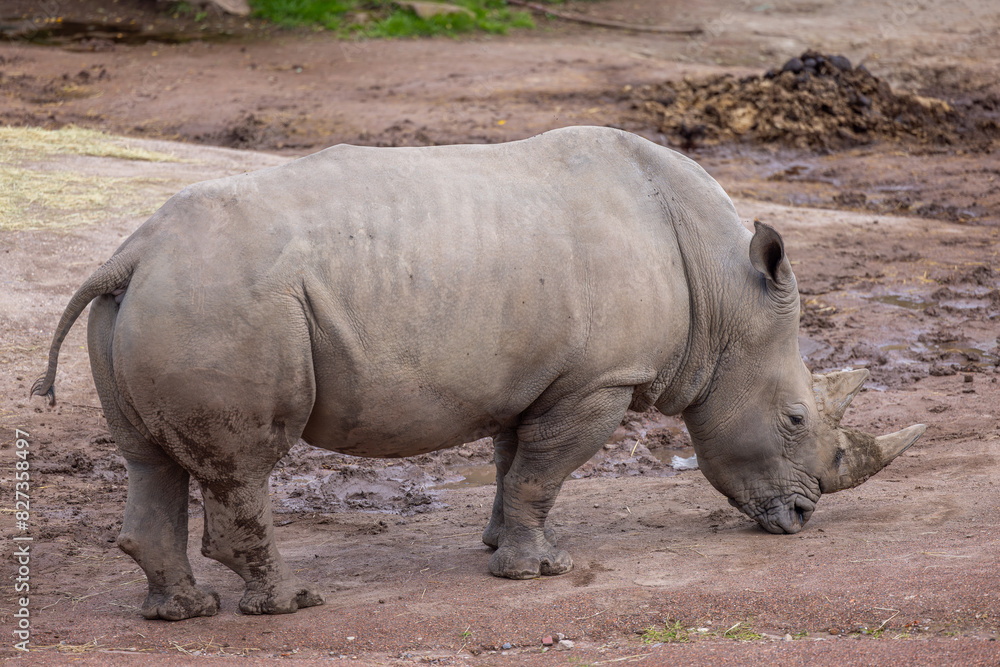 a rhino is on dirt in front of trees and rocks a rhino is on dirt in front of trees and rocks