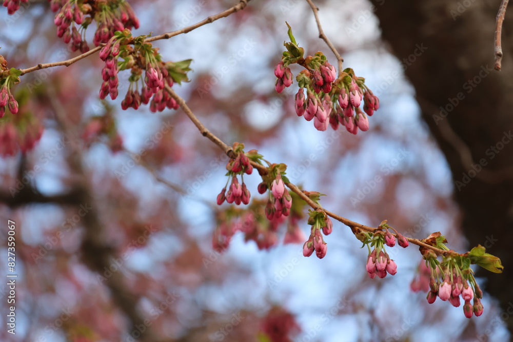 Selective focus shot of pink cherry blossom tree branches Selective focus shot of pink cherry blossom tree branches