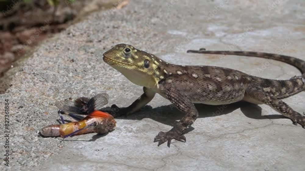 Agama lizard side view eating a grasshopper. Agama lizard side view eating a grasshopper.