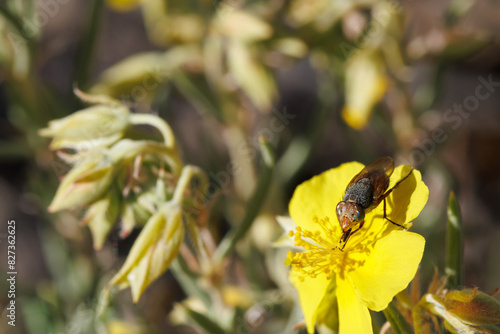 Mosca abeja Syrphidae con ojos iridiscentes alimentandose en flor Helianthemum syriacum, sierra de Mariola, Alcoy, España photo