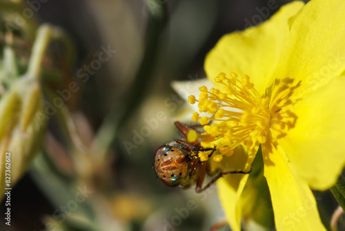 Frontal de mosca abeja Syrphidae con ojos iridiscentes alimentandose en flor Helianthemum syriacum, sierra de Mariola, Alcoy, España photo