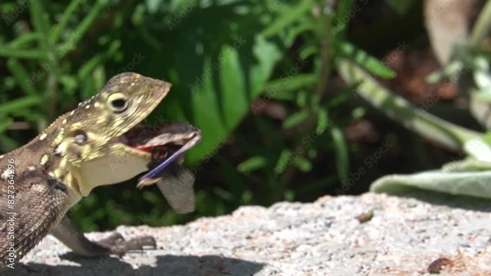Female Agama lizard just caught a grasshopper Female Agama lizard just caught a grasshopper