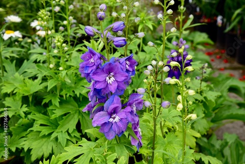 Close-up of 'Dark Blue, white Bee' Delphinium Magic Fountain flower.