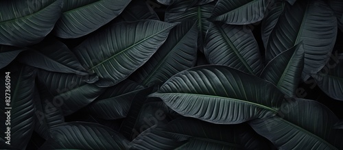 Black and white of green leaf and palms background.