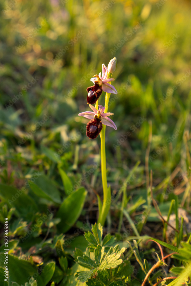 Ophrys catalaunica, orquídea abejera catalana Ophrys catalaunica, orquídea abejera catalana