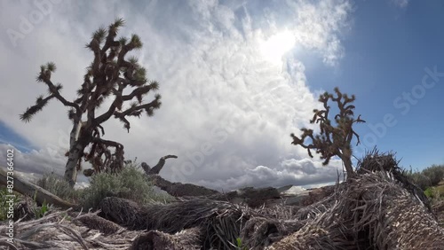 Time-lapse footage of the clouds moving in the blue sky over Joshua Tree in Mojave Desert in CA, USA photo