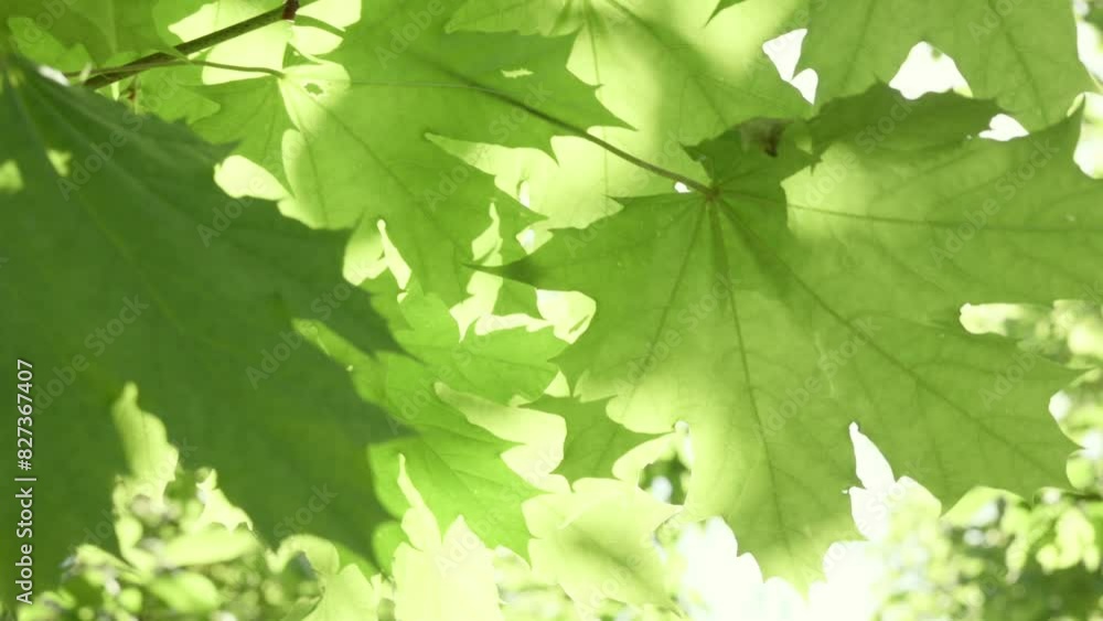 maple leaves develop in the wind, in the rays of the sun maple leaves develop in the wind, in the rays of the sun