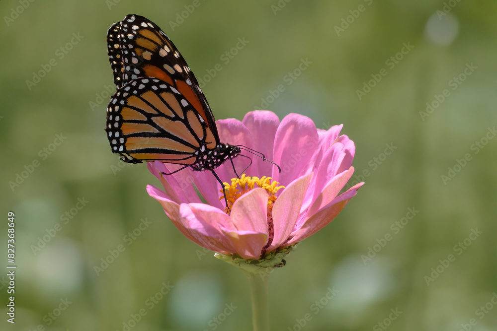 Naklejka premium Butterfly perched on a pink flower in the grass.