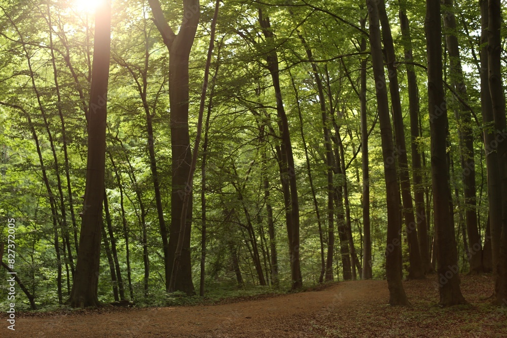 Beautiful trees and green grass in forest Beautiful trees and green grass in forest