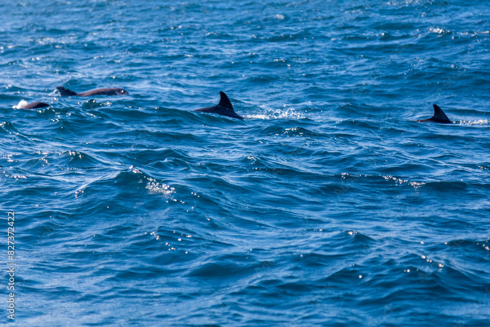 Naklejka premium dolphin in the water, cape verde, boa vista