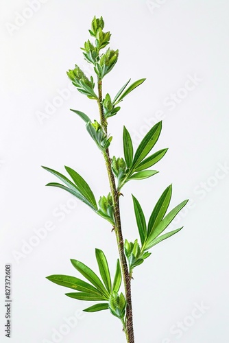 Fresh Sprig of Plant with Green Leaves