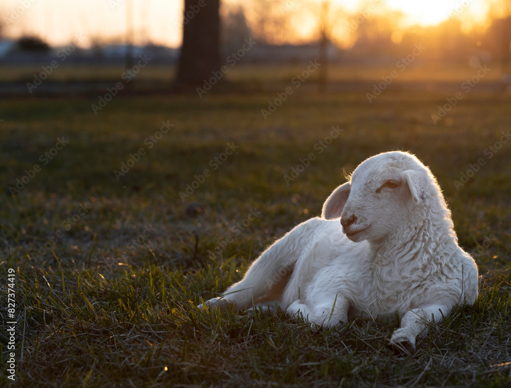 Sun's warm glow over a sheep lamb