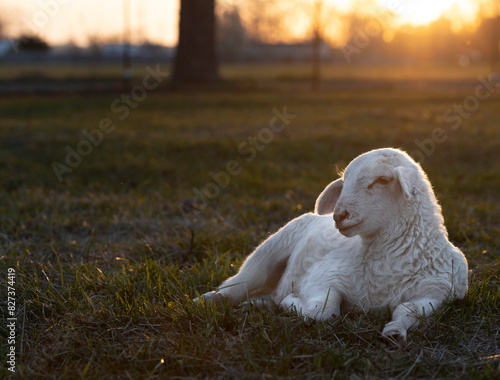 Obraz na płótnie Sun's warm glow over a sheep lamb w salonie