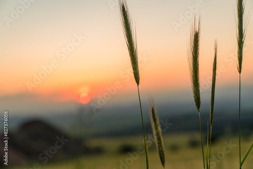 Ears of wheat in the foreground of the sunset
