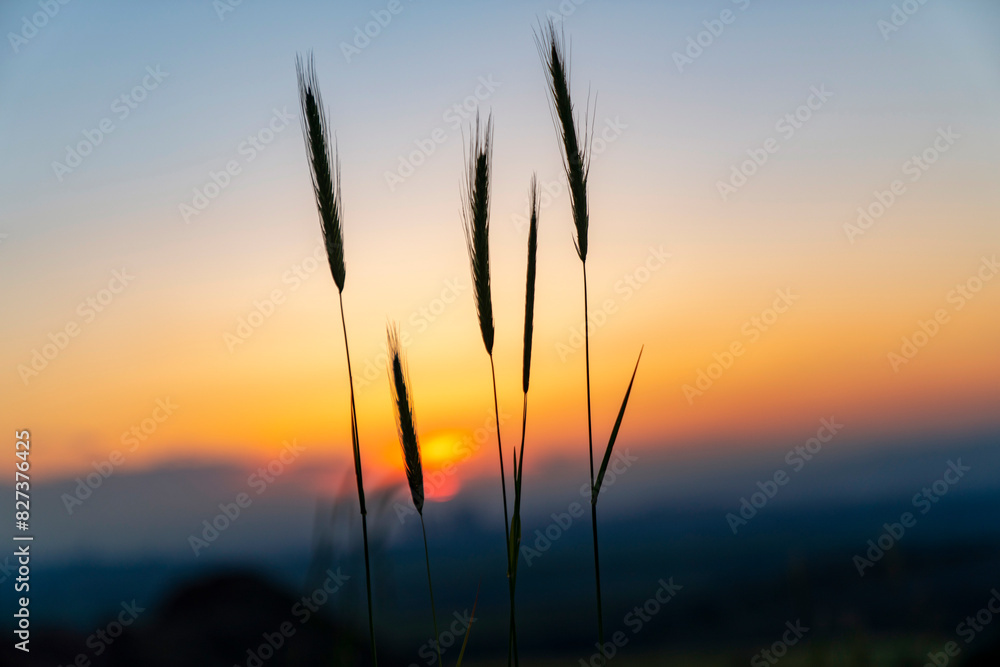 Ears of wheat in the foreground of the sunset