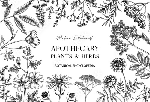 Apothecary plant frame design. Witchcraft book cover. Herbal remedies, medicinal plants, natural medicine hand-drawn vector illustration. Vinatge herbs background. NOT AI generated