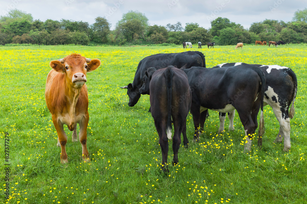 Cows grazing in field surrounded by buttercups in Figham, Beverley, UK. Cows grazing in field surrounded by buttercups in Figham, Beverley, UK.