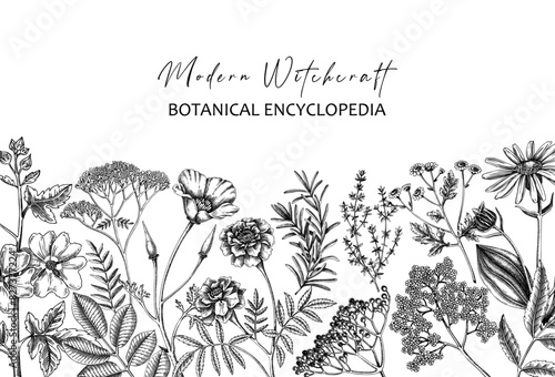 Apothecary plant banner design. Witchcraft book cover. Herbal remedies, medicinal plants, natural medicine hand-drawn vector illustration. Vinatge herbs background. NOT AI generated