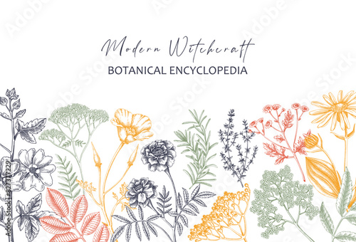 Apothecary plant banner design. Witchcraft book cover. Herbal remedies, medicinal plants, natural medicine hand-drawn vector illustration. Vinatge herbs background. NOT AI generated