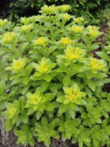 yellow flower