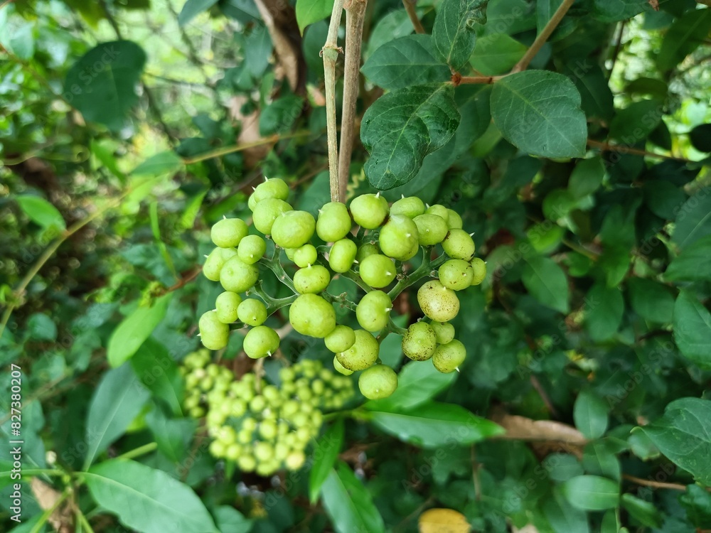 Image of beautiful green colored seeds Image of beautiful green colored seeds
