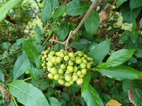 Image of beautiful green colored seeds photo