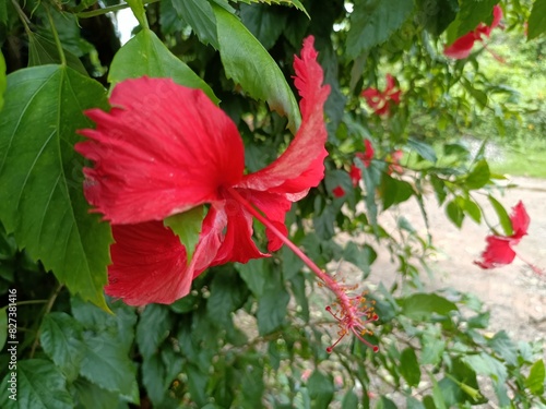 Hibiscus is a genus of flowering plants in the mallow family, Malvaceae. photo