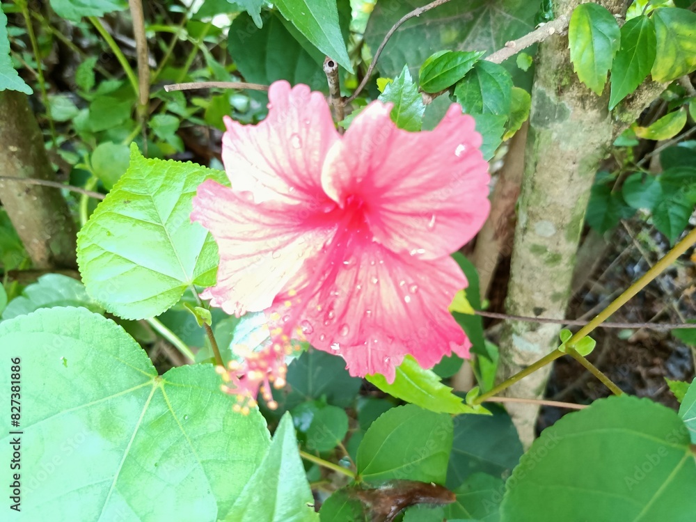 Hibiscus is a genus of flowering plants in the mallow family, Malvaceae. Hibiscus is a genus of flowering plants in the mallow family, Malvaceae.