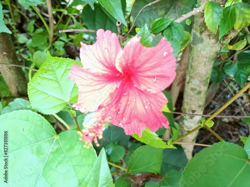 Hibiscus is a genus of flowering plants in the mallow family, Malvaceae. photo