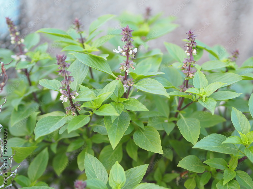 Fototapeta premium Sweet basil is light green with wide leaves while Thai basil has purple stems and flowers and spear-like leaves