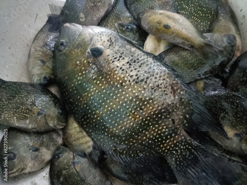 Photography The green chromide is a species of cichlid fish that is native to fresh and brackish water habitats in some parts in India such as Kerala, Goa, Chilika Lake in Odisha and Sri Lanka