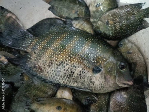 The green chromide is a species of cichlid fish that is native to fresh and brackish water habitats in some parts in India such as Kerala, Goa, Chilika Lake in Odisha and Sri Lanka.
