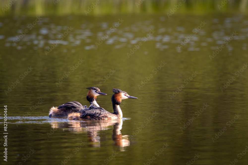 ducks on the lake