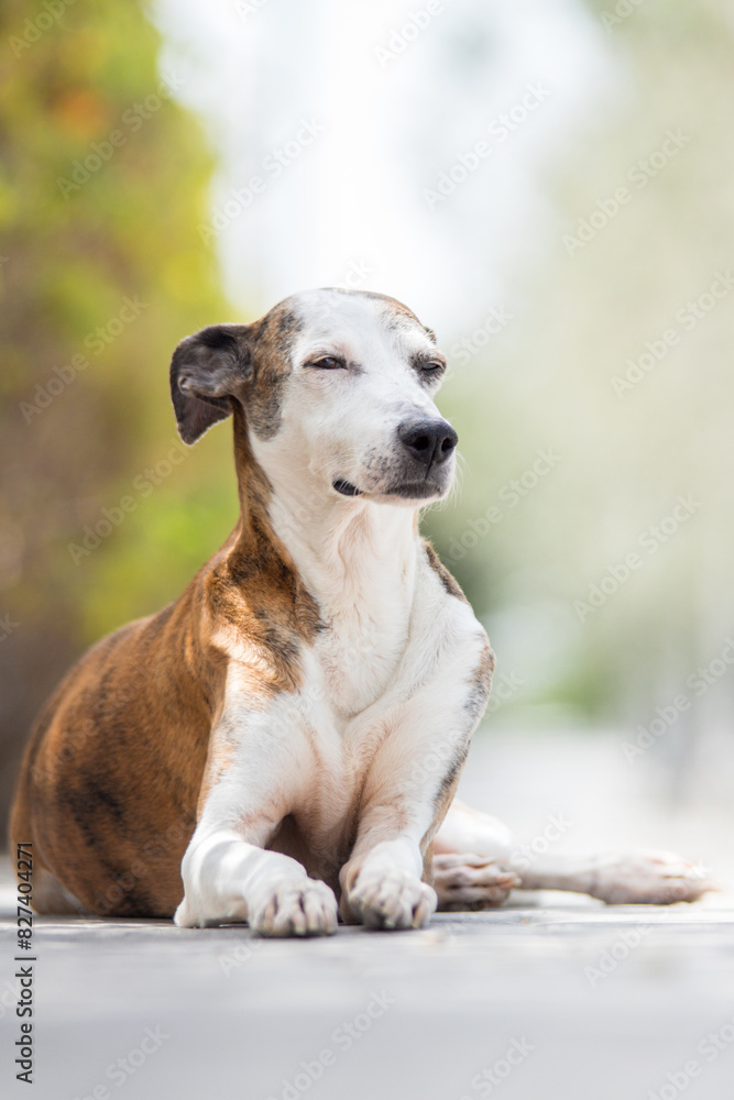 Portrait of a Brown and White Mixed Breed Dog (Galgo Cross) with Copy Space in a Blurred Park Background Portrait of a Brown and White Mixed Breed Dog (Galgo Cross) with Copy Space in a Blurred Park Background