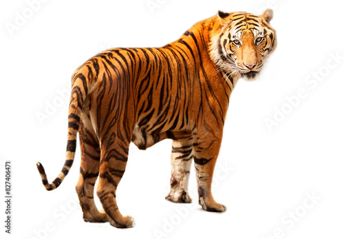 Beautiful tiger isolated over white background