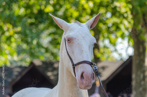 Portrait of a white thoroughbred lusitano horse