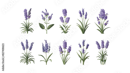 Set of Nine Flat Vector Watercolor Lavender Flowers with Leaves on Isolated Background | Detailed Botanical Illustration and Floral Clipart Collection for Spring Designs photo