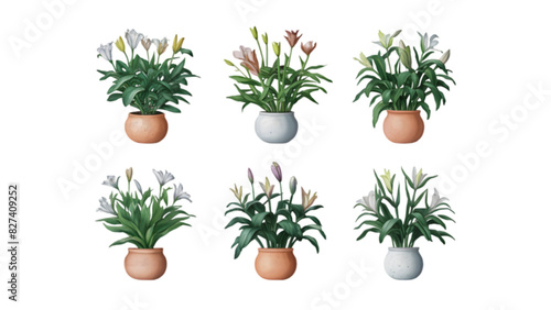 Set of Six Flat Vector Watercolor Peace Lily Plants: Detailed Botanical Illustrations with Transparent Background